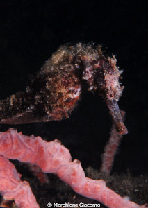 Sea Horse
Nikon D200, 60 micro, twin strobo
Lembeh stra... by Marchione Giacomo 